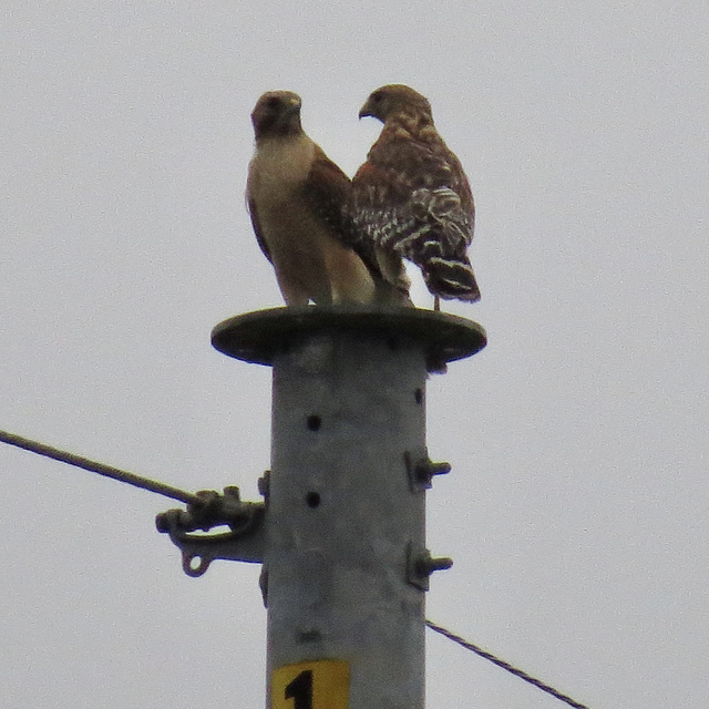 Cooper's hawks (Accipiter cooperii)