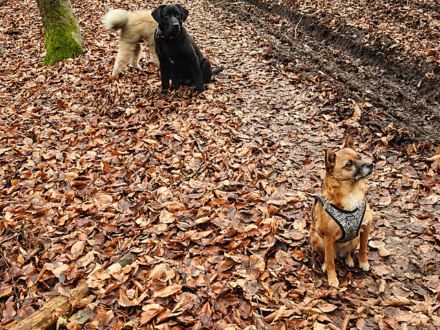 20220101 3096CPw [D~MI] Yoshi, Benny, Shiba, Wesergebirge, Porta Westfalica