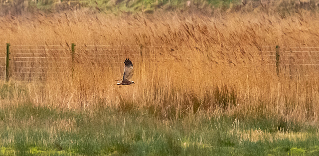 marsh harrier
