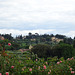 Roses In The Boboli Gardens