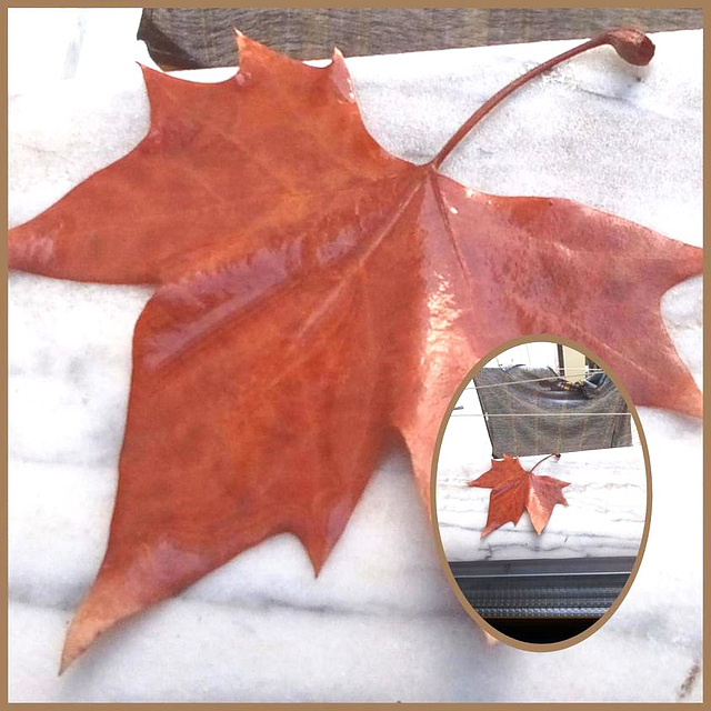 An Autumn leaf came to say goodbye on my bedroom window sill