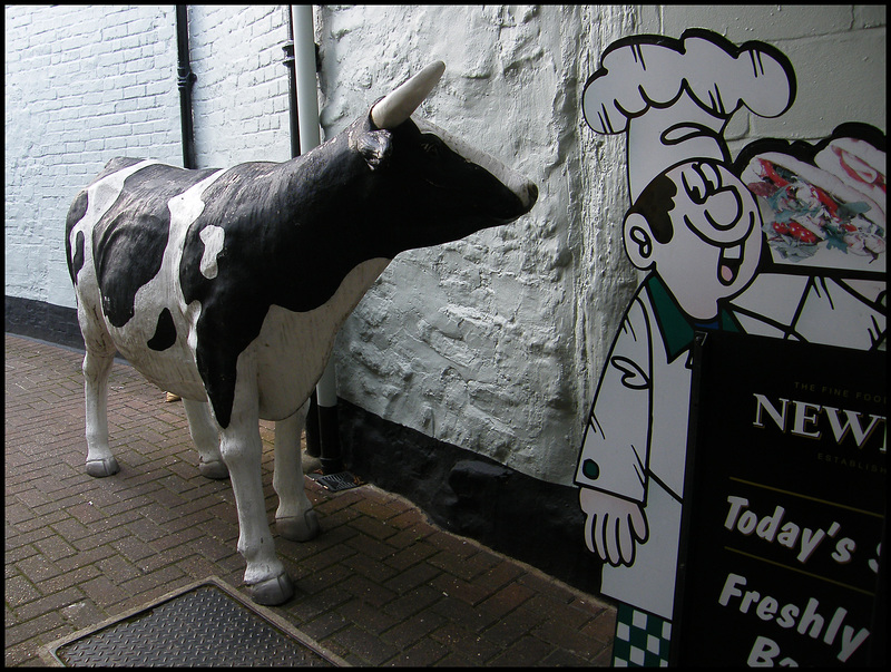 Newitt's cow