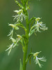 Platanthera lacera (Ragged Fringed orchid)