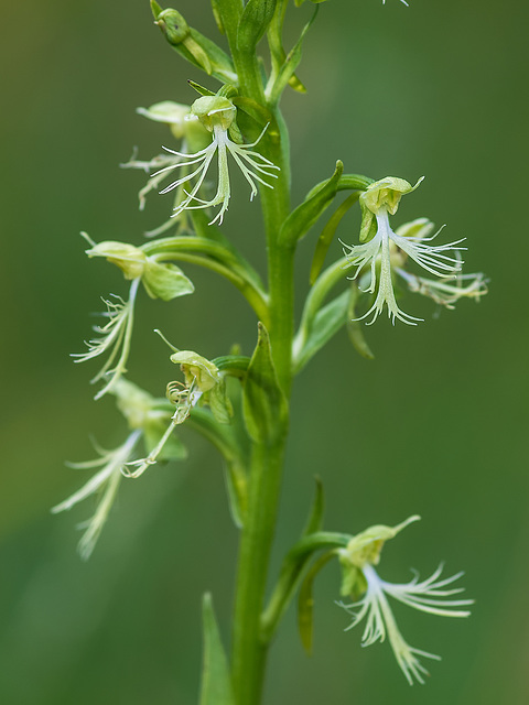 Platanthera lacera (Ragged Fringed orchid)