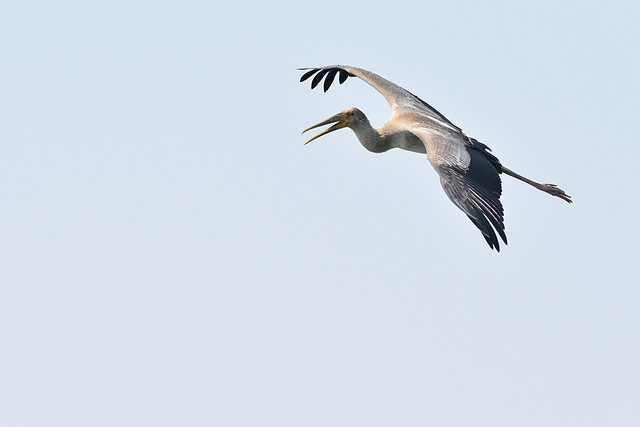 Juvenile tantale ibis