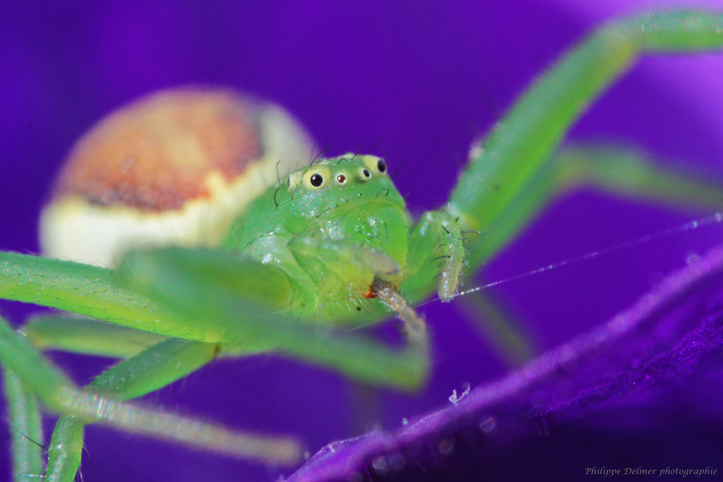 L'araignée crabe