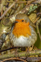 The Poser - less than a foot away from the lens - waiting for his breakfast!