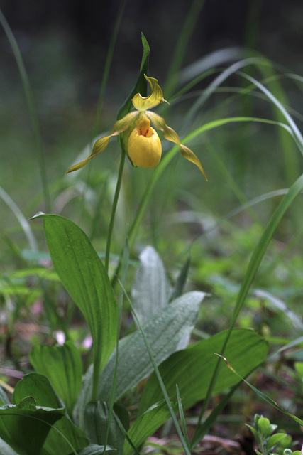 Cypripedium parviflorum var. pubescens