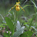 Cypripedium parviflorum var. pubescens