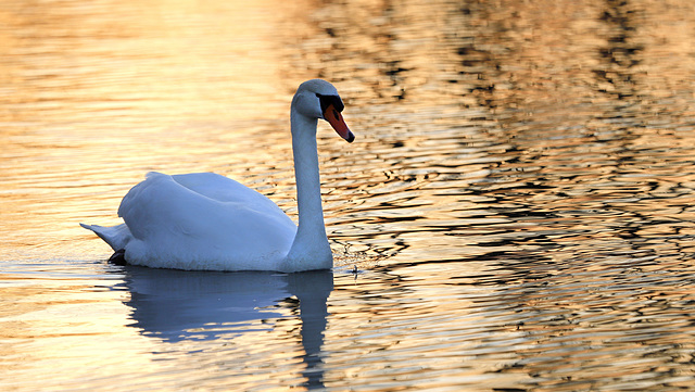 Suis aurifié, un cygne d'étang....