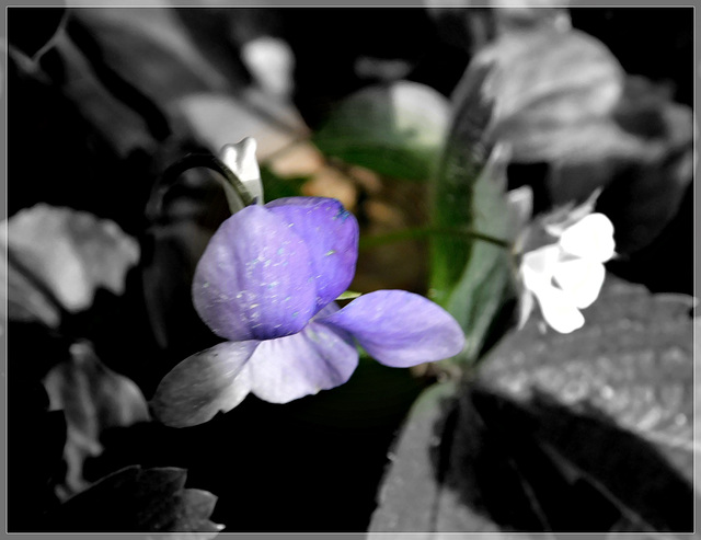 La violette avec effet de mon appareil photo