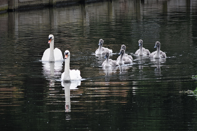 The Swan family