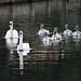 The Swan family