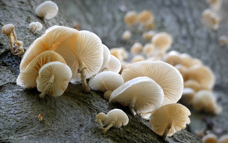 Porcelain fungus ~ Porseleinzwam (Mucidula mucida ~ Oudemansiella mucida)...
