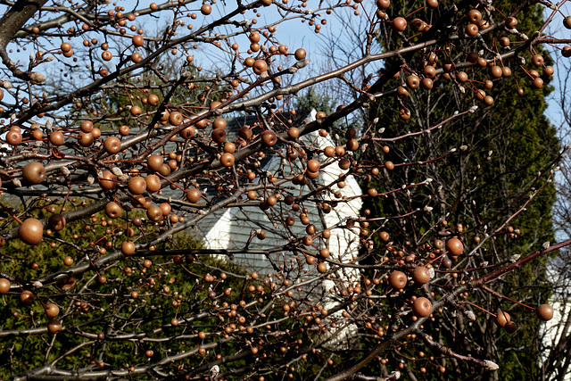 Berries