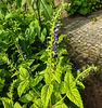 20210609 0626CPw [D~LIP]  Blume, UWZ, Bad Salzuflen
