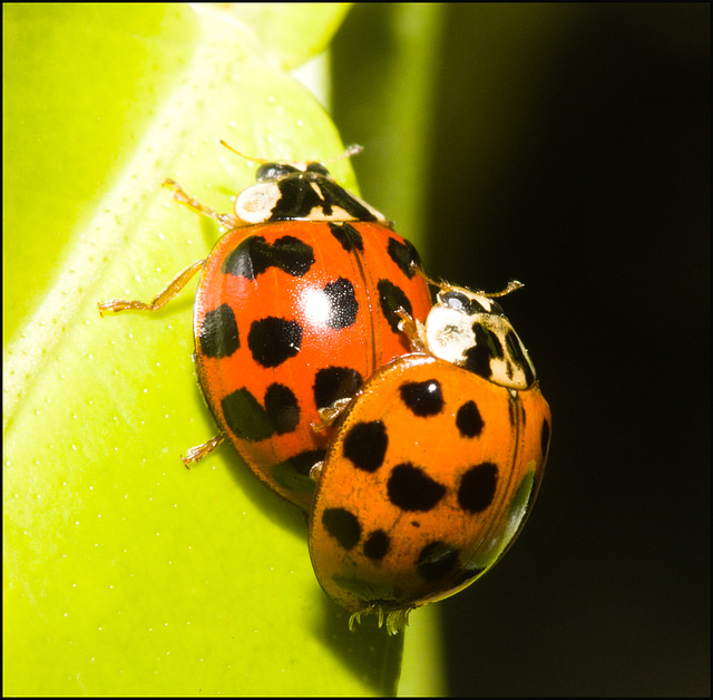 IMG 9426 Ladybirds