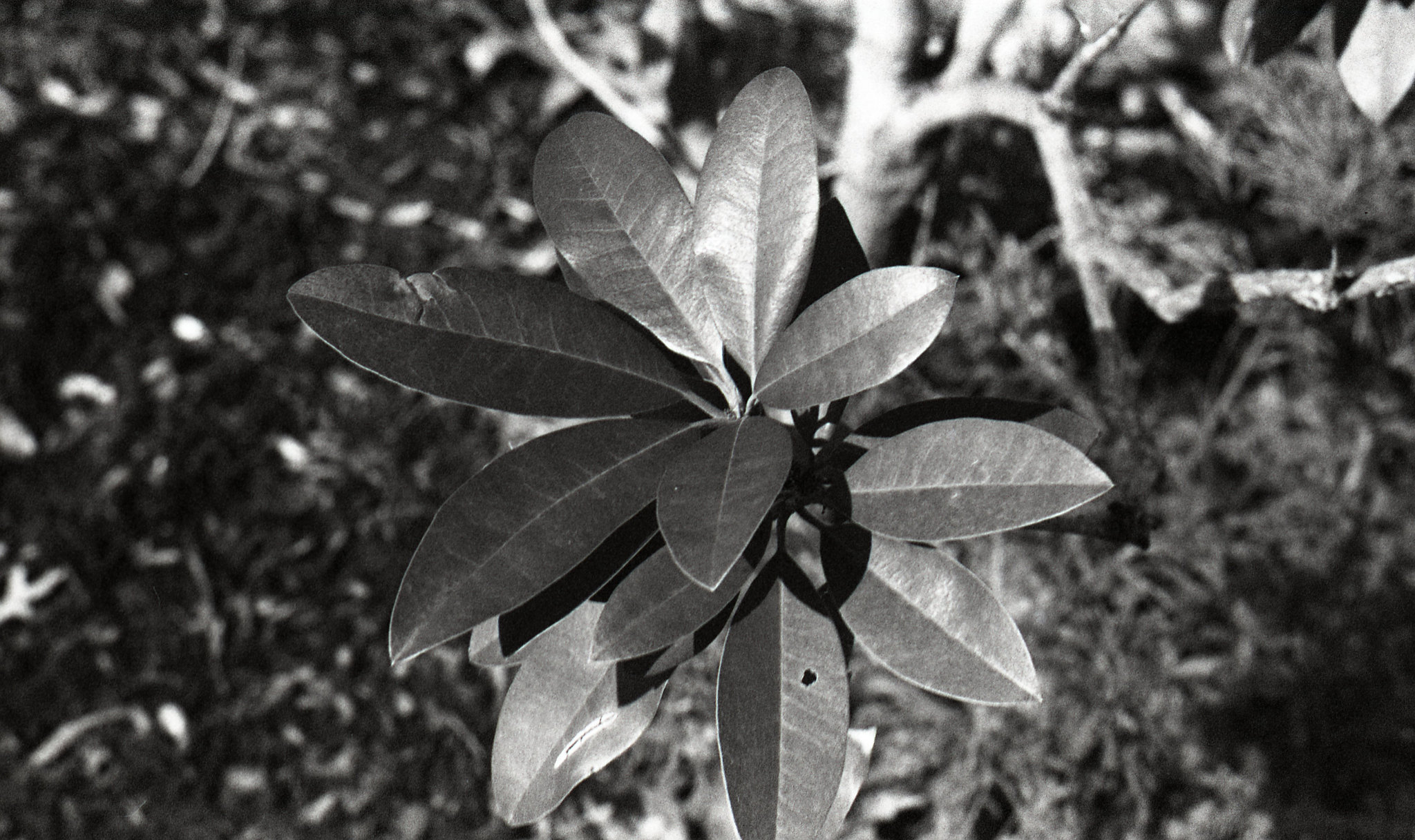 Rhododendron
