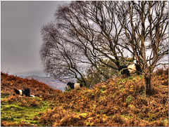 Lakeland on a Dull Autumn Day