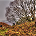 Lakeland on a Dull Autumn Day