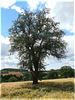 Alter Baum bei Wössingen