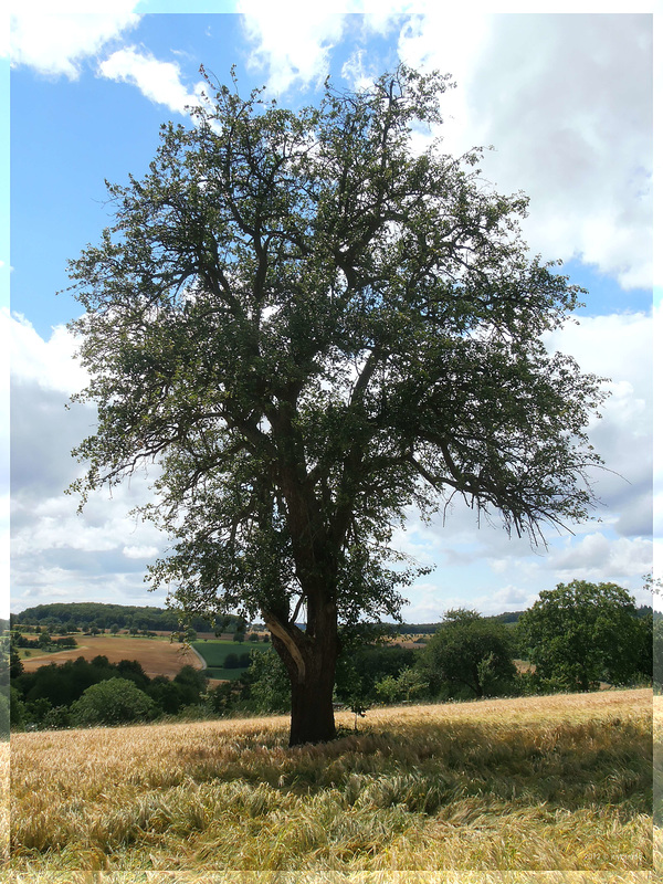 Alter Baum bei Wössingen