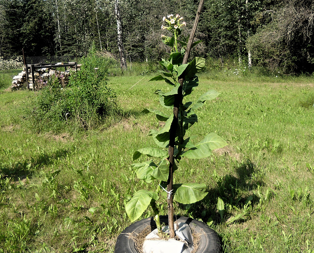 Alaska hybrid