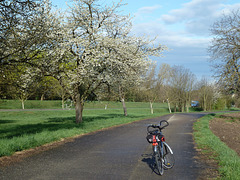 Frühling am Oberrhein