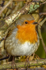 The Poser - less than a foot away from the lens - waiting for his breakfast!