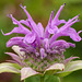 Wild Bergamot / Monarda fistulosa