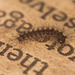 CaterpillarIMG 9516