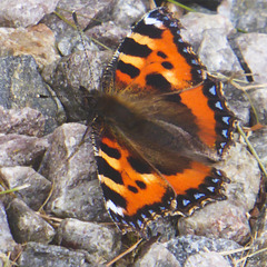 Small Tortoiseshell Butterfly