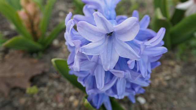 Parfum de Printemps