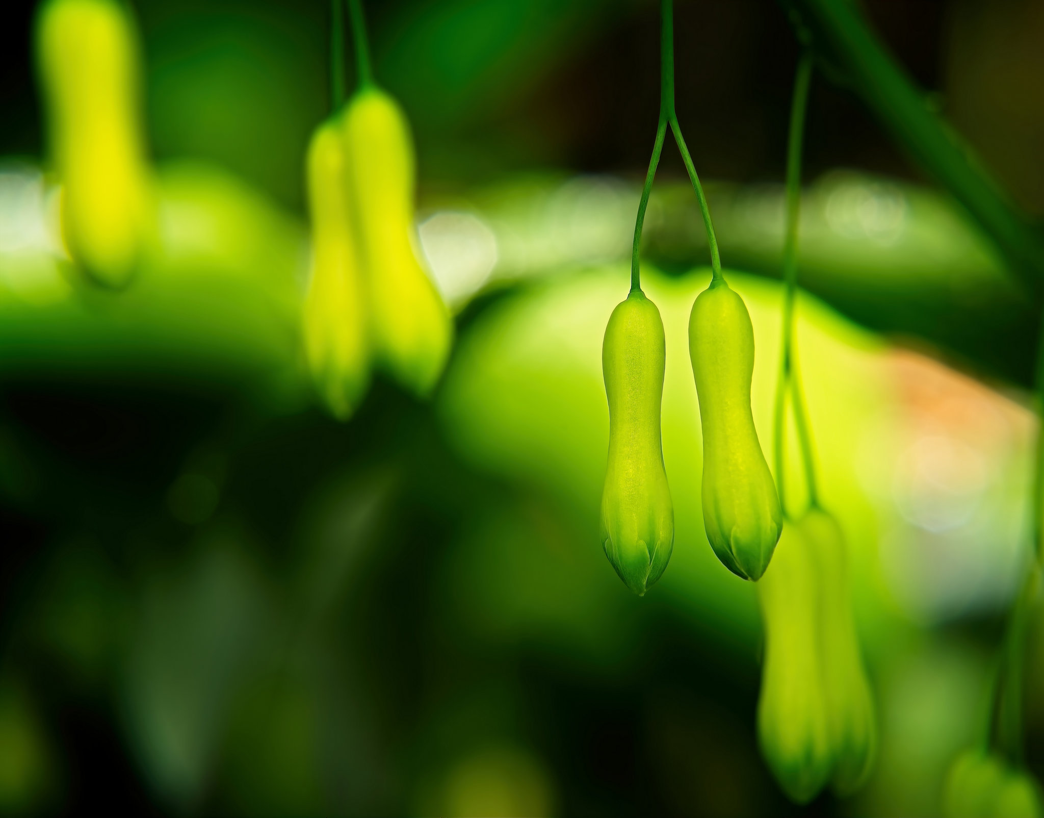 Die Vielblütige Weißwurz zeigt sich auch am Waldboden :))  Polygonatum multiflorum also shows itself on the forest floor :))  Le Polygonatum multiflorum se montre aussi sur le sol de la forêt :))