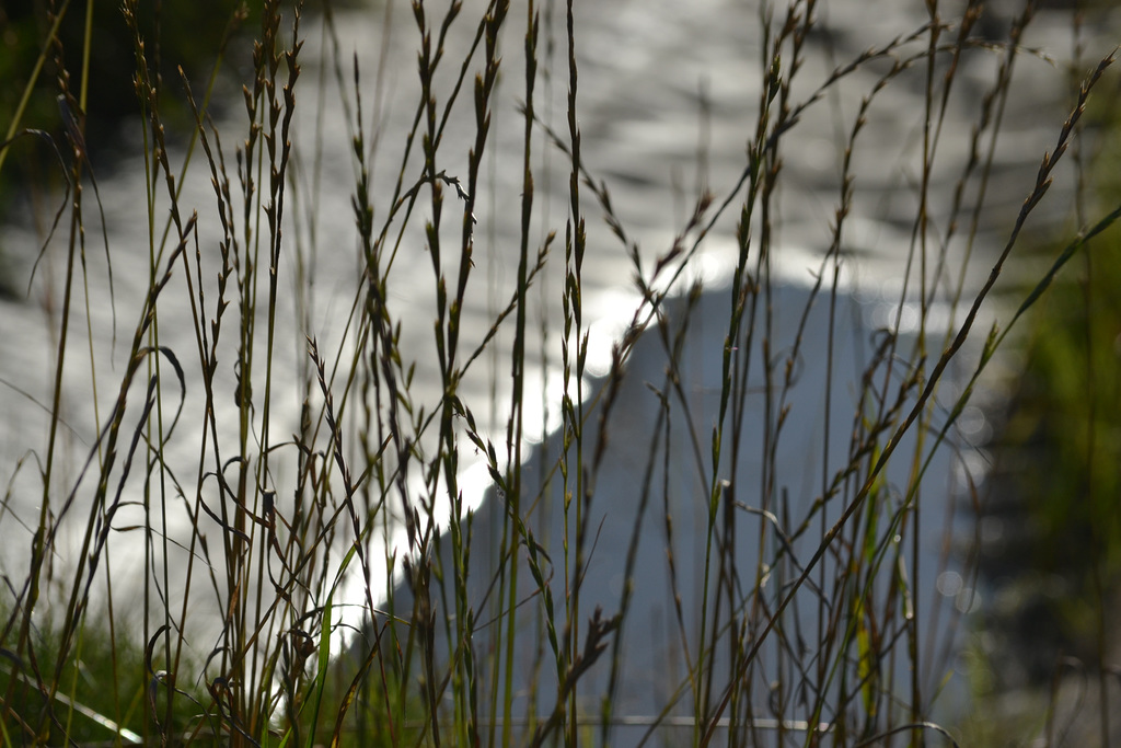 Old gras  mud puddle