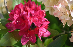 Hummel bei der Arbeit