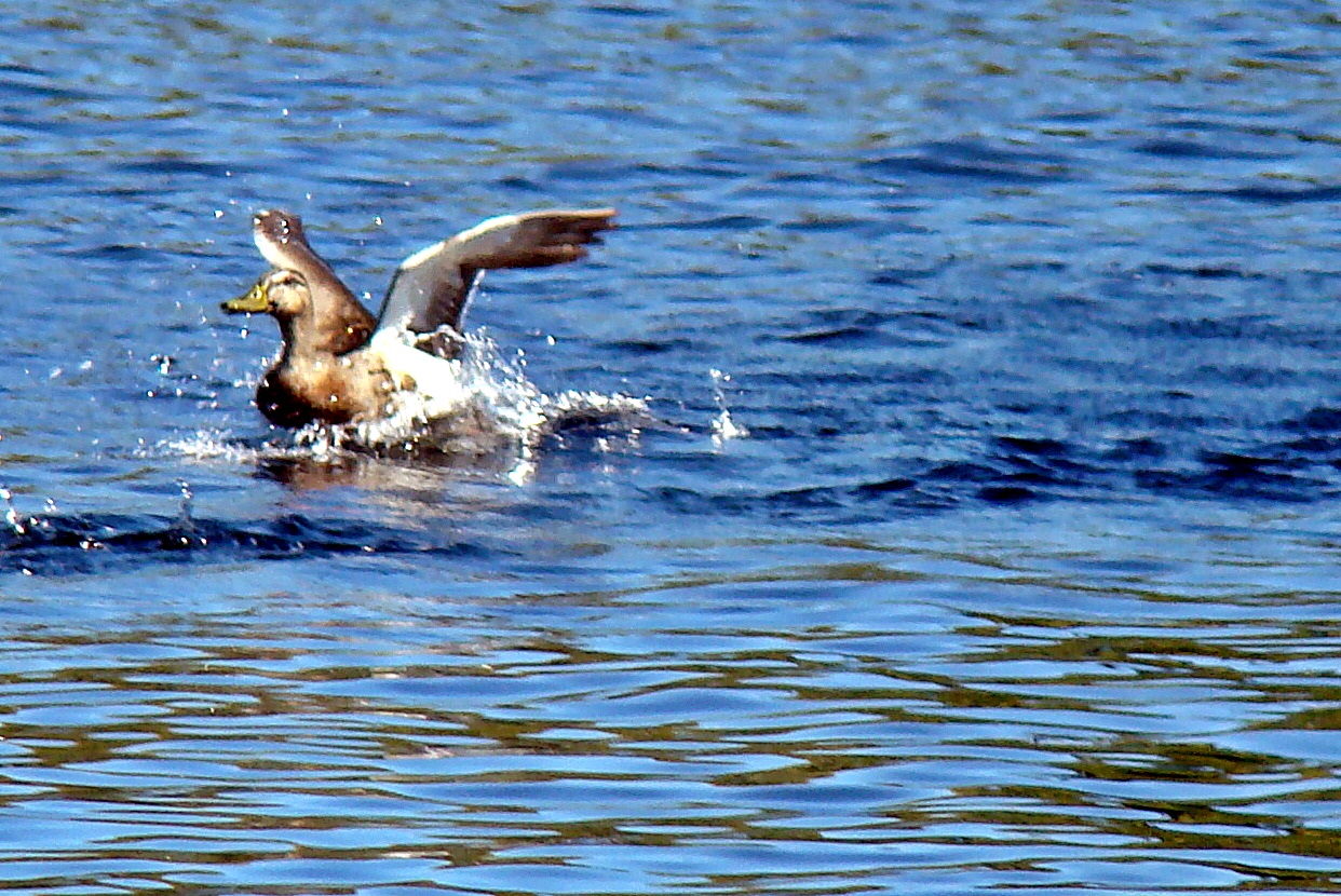 Wings Flapping