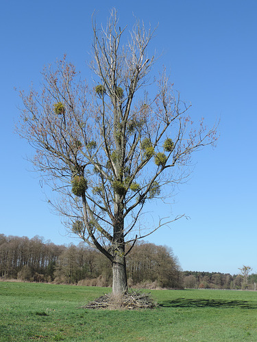 Baum mit Untermietern