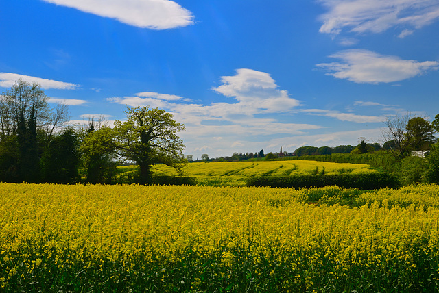 Stafford fields