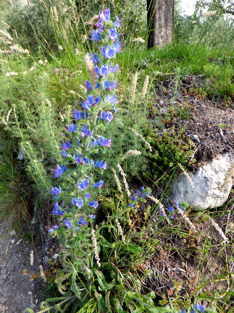 Blaue Natternkopf (Echium vulgare) ©UdoSm