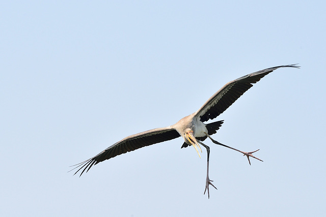 Juvenile tantale ibis