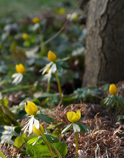 Die Winterlinge halten sich wacker