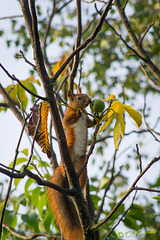 Squirrel steals a nut