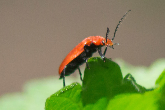 Cardinal Beetle