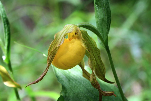 Cypripedium parviflorum var. pubescens