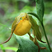 Cypripedium parviflorum var. pubescens