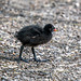 Moorhen chick