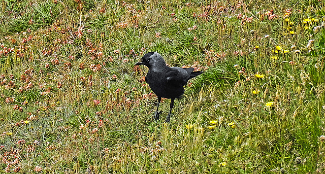 20190614 5249CPw [R~GB] Dohle, Castlemartin Range, Wales