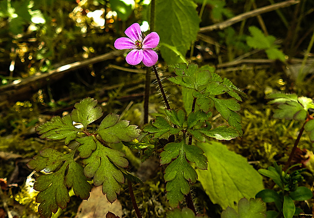 20200517 7502CPw [D~LIP] Stinkender Storchsschnabel (Geranium robertianum agg) [Ruprechtskraut], UWZ, Bad Salzuflen