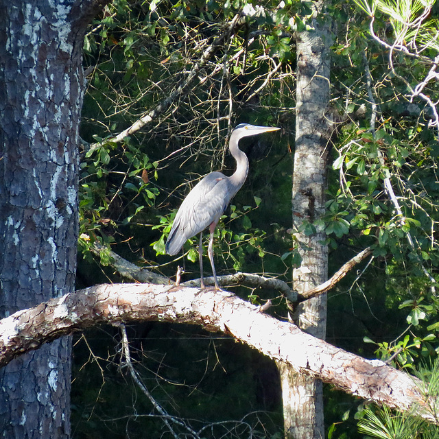 Great blue heron on pine tree
